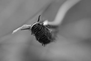 lagarta se alimentando de uma folha. um único animal de perto foto