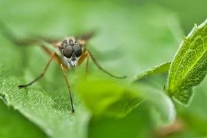 mosca tirada em macro. detalhado e bonito foto