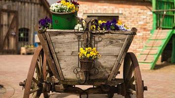 flores de primavera de diferentes variedades plantadas decorativamente em um vagão de feno foto