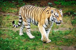 Tigre siberiano. gato grande elegante. predador em perigo. pele listrada branca, preta e laranja foto