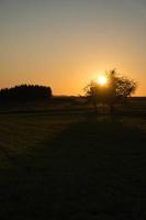 árvore em um prado através do qual o sol poente brilha com sede foto