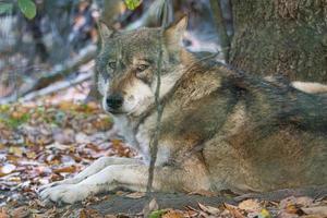 lobo mongol em uma floresta decídua em close-up foto