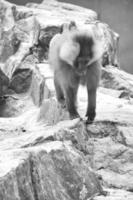 babuíno em preto e branco em uma rocha. macacos relaxados que vivem na associação familiar foto