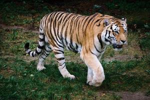 Tigre siberiano. gato grande elegante. predador em perigo. pele listrada branca, preta e laranja foto