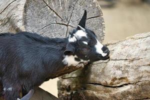 criança brincando no zoológico. interessante explora o ambiente. foto