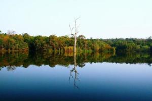árvore solitária no rio com reflexão e fundo de floresta e selva. papel de parede natural e frescor foto