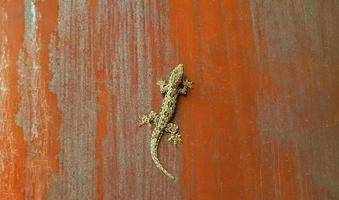 lagarto em fundo de zinco enferrujado com espaço de cópia. embreagem de répteis no conceito de parede e vida selvagem. foto