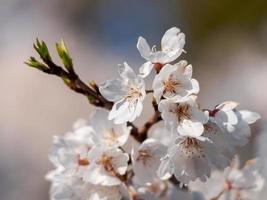 flores de cerejeira brancas em um galho foto