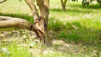 salvar árvore salvar terra parar cortar árvore foto