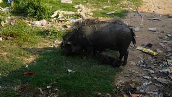 imagem de porco preto da floresta indiana foto
