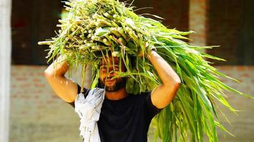 filho de agricultor fazendo trabalho na fazenda foto