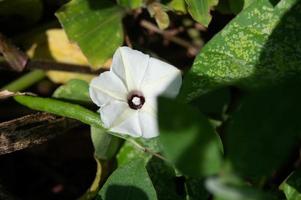 close-up da flor branca de ipomoea violacea foto