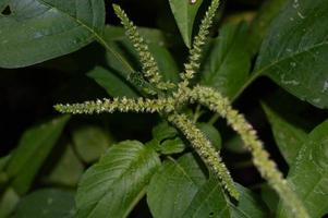 flores de plantas de espinafre que crescem selvagens foto