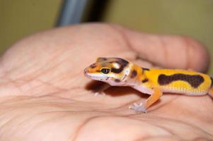 lagarto de lagartixa-leopardo manso de mão foto