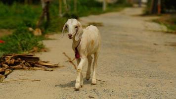 cabra branca andando na rua foto