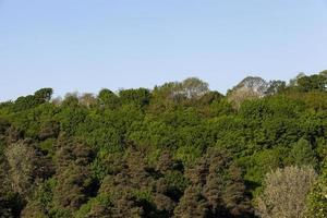 floresta e céu misturados foto