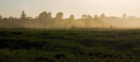 neblina na natureza foto