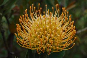 incrível flor de flor de protea dourada em um jardim foto