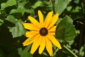 bela susan de olhos negros se escondendo atrás de folhas foto