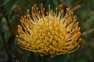 linda flor de protea dourada em um jardim tropical foto