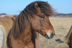 juba soprada pelo vento de um cavalo islandês foto