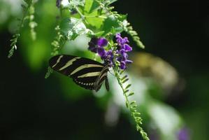 borboleta zebra preta e branca maravilhosa na primavera foto