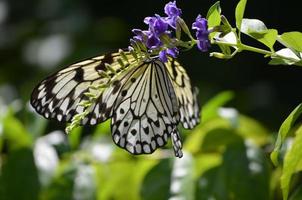 borboleta de ninfa de árvore branca translúcida em uma delicada flor roxa foto