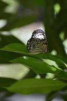 linda borboleta de pipa de papel sentado em uma folha verde foto