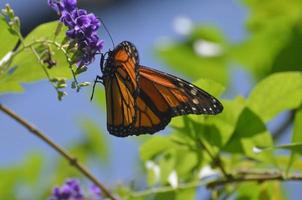 linda borboleta vice-rei em um lindo dia de primavera foto
