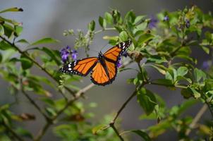 linda borboleta vice-rei laranja pronta para decolar foto