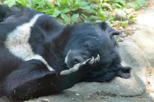 urso do sol com uma pata e garras muito grandes foto