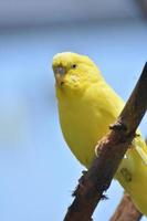 lindo periquito amarelo na floresta tropical foto