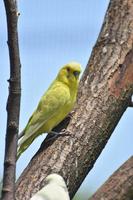 adorável periquito amarelo em uma árvore foto