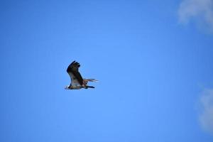 águia-pescadora em um céu azul nublado foto