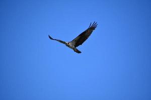 olhando para o rosto de uma águia-pescadora em voo foto