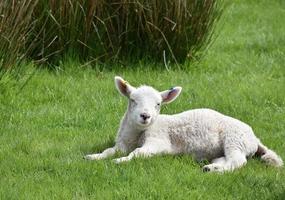 cordeiro com olhos sonolentos descansando em um campo de grama foto