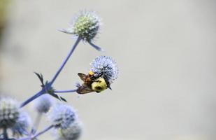 abelha polinizando uma flor de cardo globo em flor foto