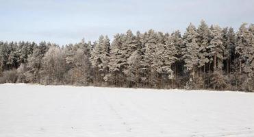 floresta mista, campo foto