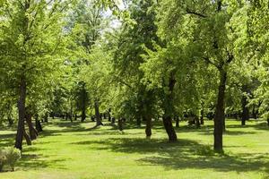 parque de árvores de folha caduca foto