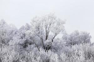 floresta de inverno, árvore foto