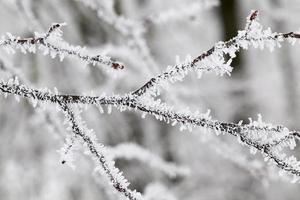 época de inverno do ano foto