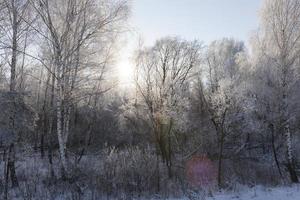paisagem de inverno, close-up foto