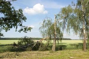 uma árvore de bétula quebrada no verão foto