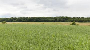 campo agrícola e floresta foto