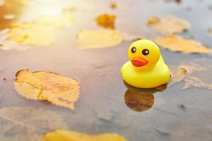brinquedo de pato outono na poça com folhas foto