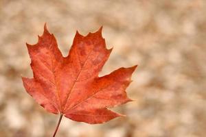 folha de outono vermelha em fundo de folhagem amarela foto