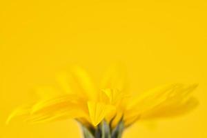 flor em botão amarelo de topinambur em fundo amarelo, espaço de cópia superior, flor amarela turva foto