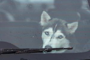 cão husky triste no carro, animal de estimação fofo. cão esperando para andar antes do treinamento e corrida de cães de trenó. foto