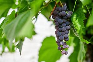 cacho de uvas vermelhas na vinha. uva vermelha de mesa com folhas de videira verde. colheita de outono de uvas para fazer vinho, geléia e suco. dia ensolarado de setembro. foto