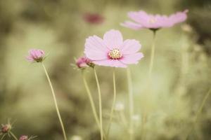 flores do cosmos vintage. foto